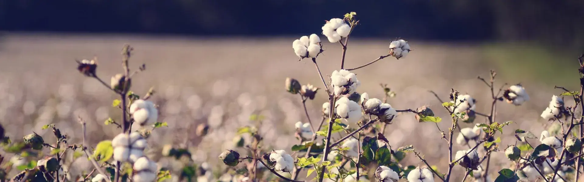 Cotton Field